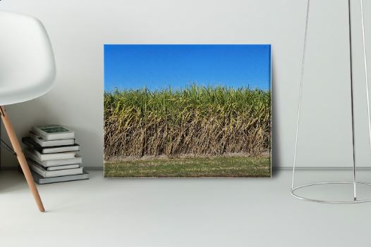 Sugar Cane Canvas Print